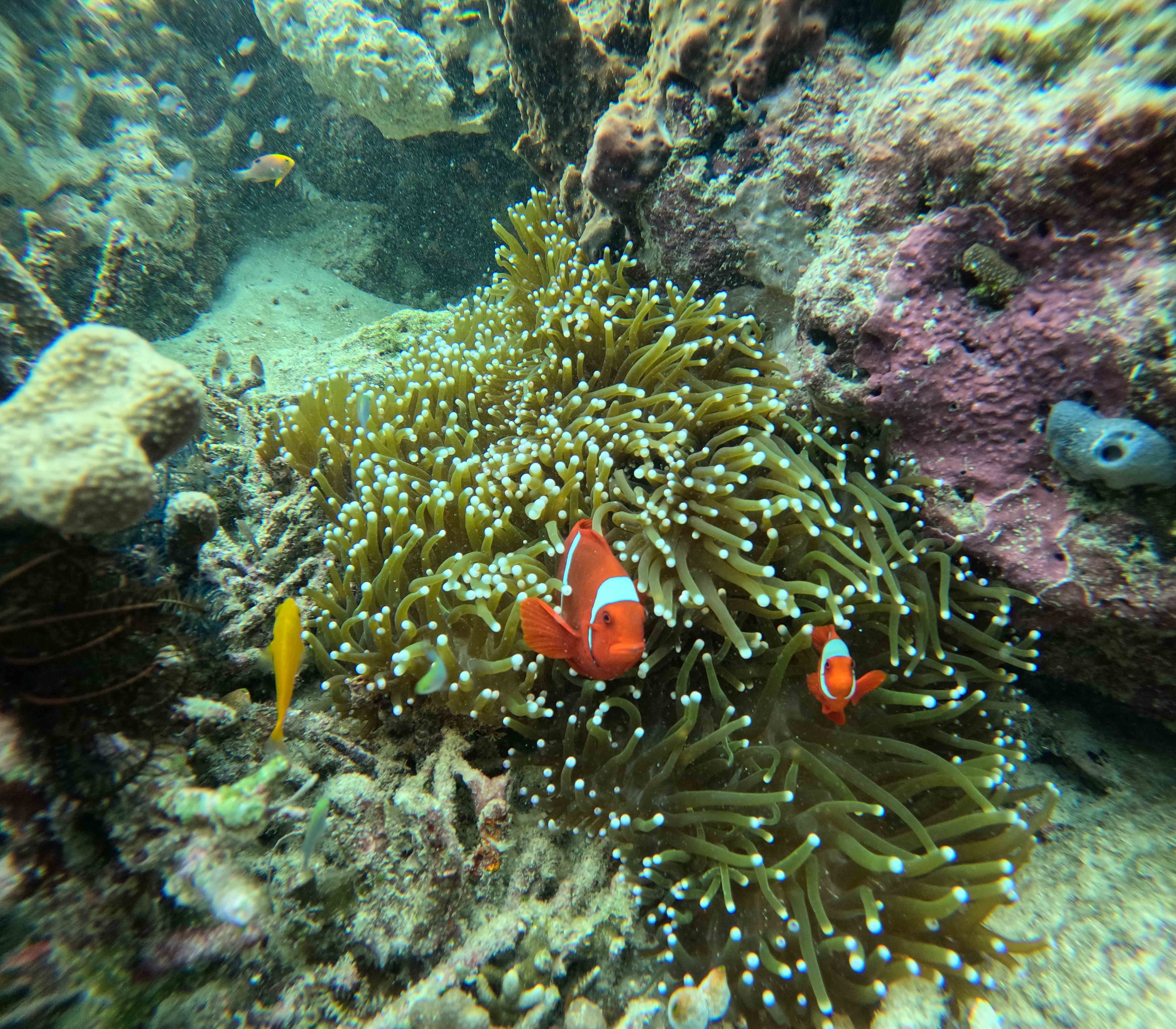 EXPLORE RAJA AMPAT ISLANDS 4 DAYS 3 NIGHTS